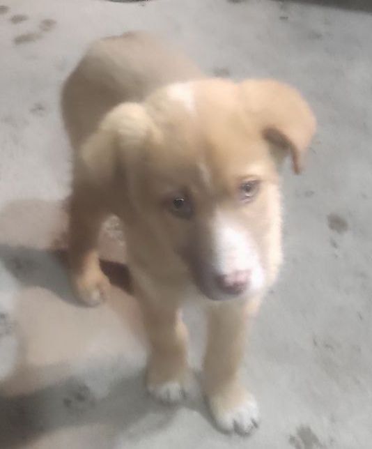 Щенки Бесплатно домашние