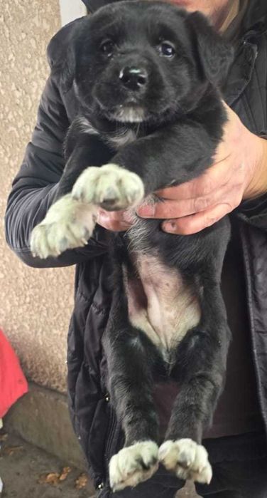 Отдам щенков в добрые руки