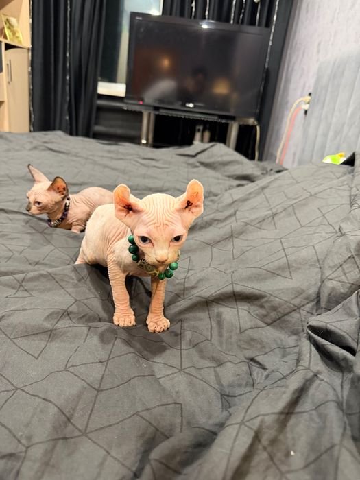 Шикарные сфинксы бамбино и эльф