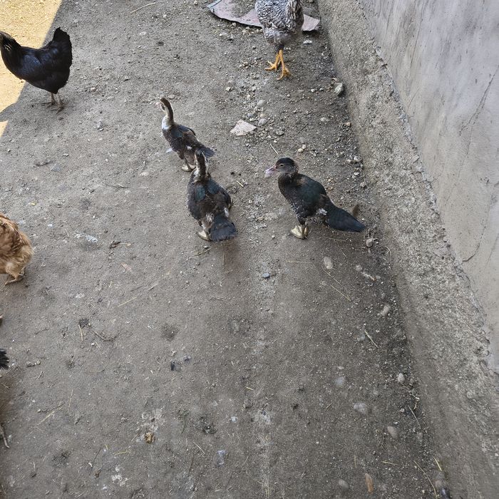 Rate leșești/ mute