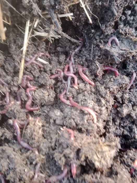 Колифорниялык Кызыл Шылаушын сатылады