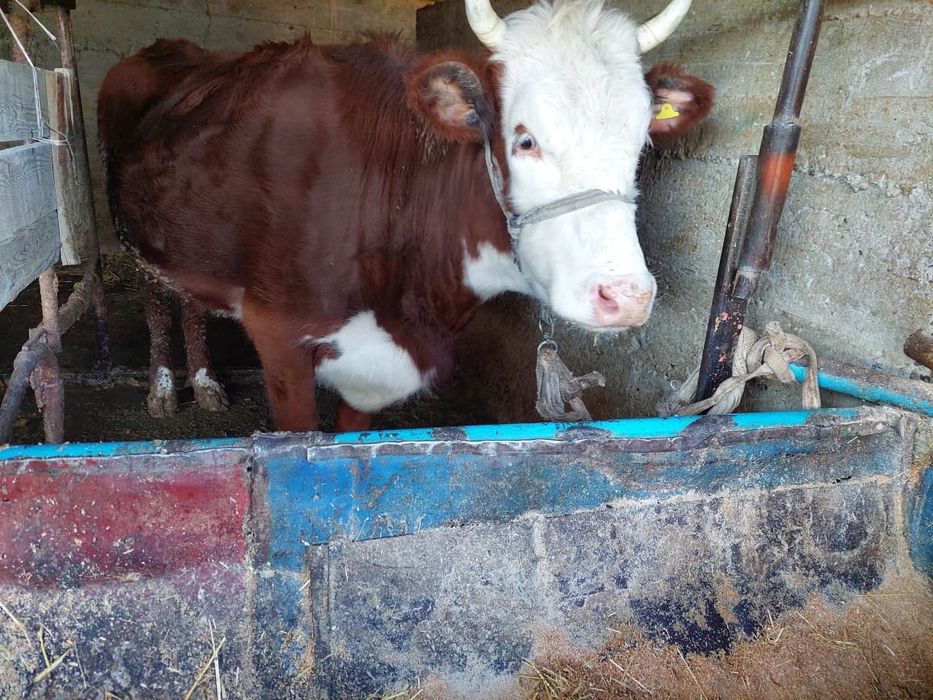 Семіз сиырлар жане таналар