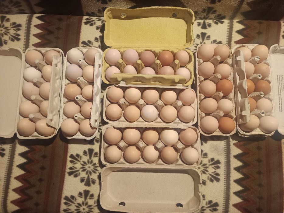 Vând oua de găină astrolop negru