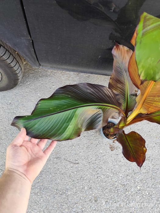 Банановото дърво на Абисиния - Червен Банан или етиопски банан