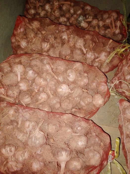 Chesnok sarimsoq sotiladi