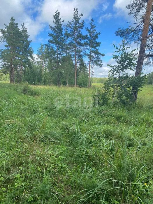 Продам зем. участок в сосновом бору