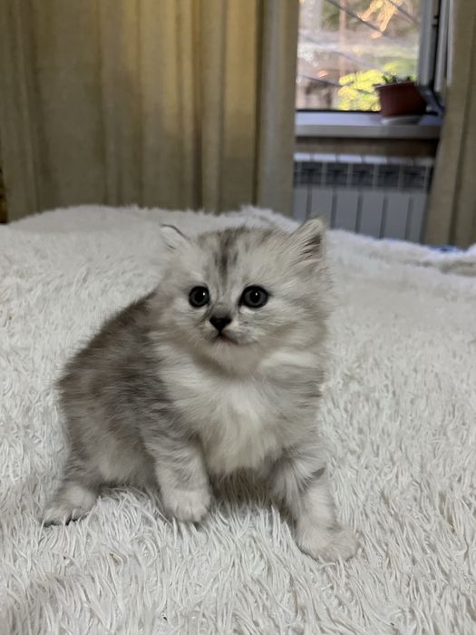 продаются Шотландские котята