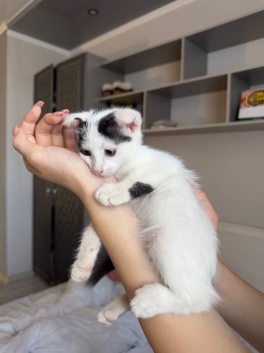 Отдадим котят в добрые руки