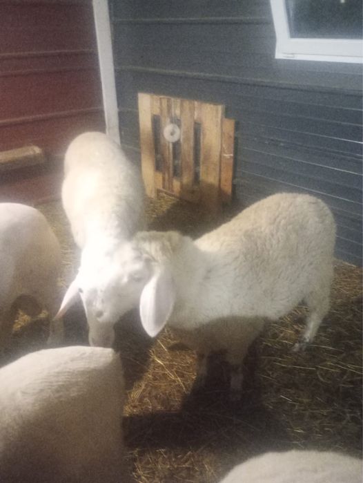 Mioară Metis de Bergamast