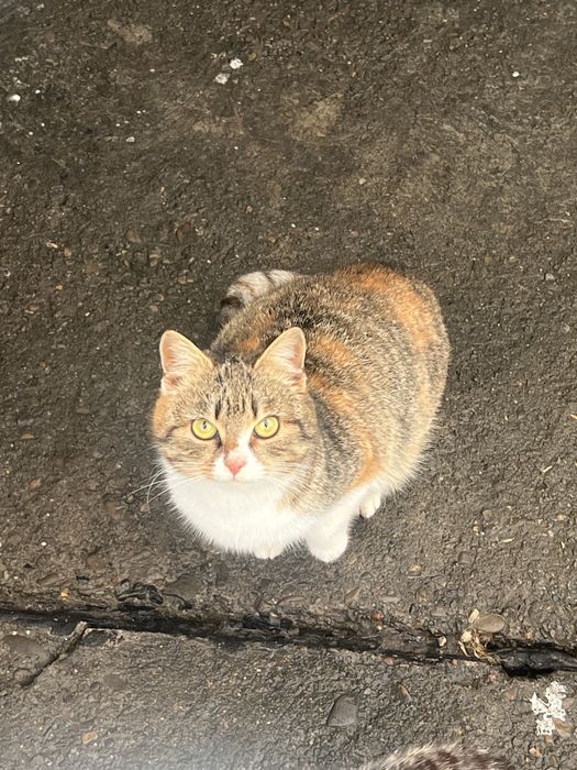 pisica draguta GRATIS