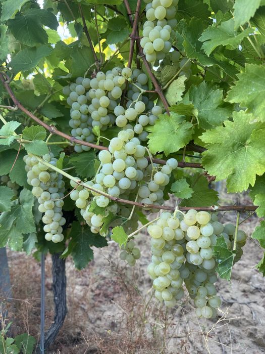 Struguri Vin -Ferma Viticola -Podgoria Panciu