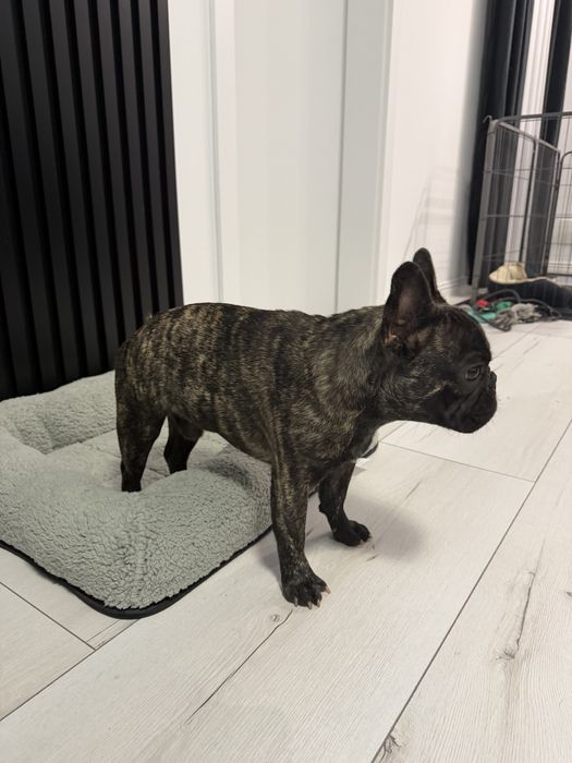 Bulldog francez tigrat Pedigree