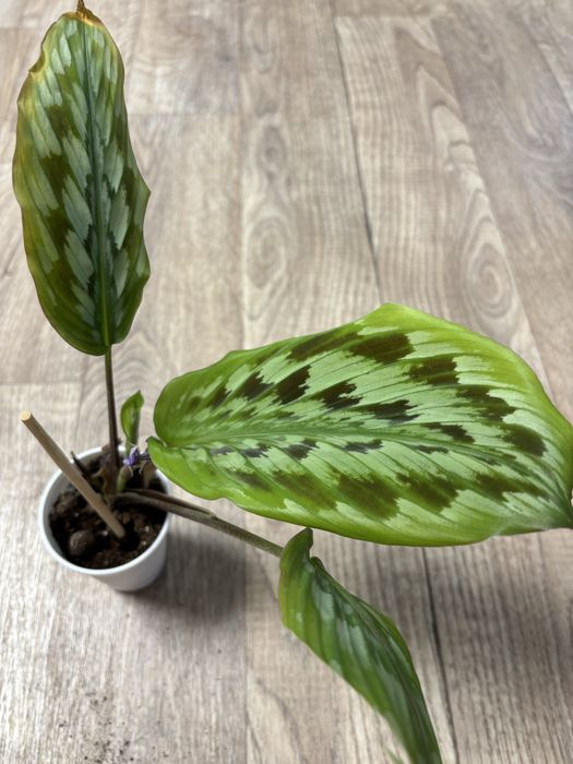 Продам комнатные цветы