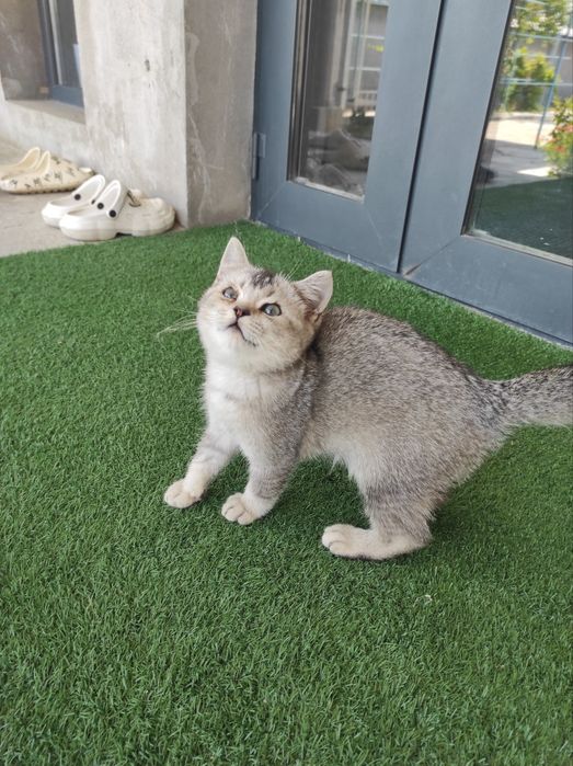 Mushuk zotdor chatishkan
