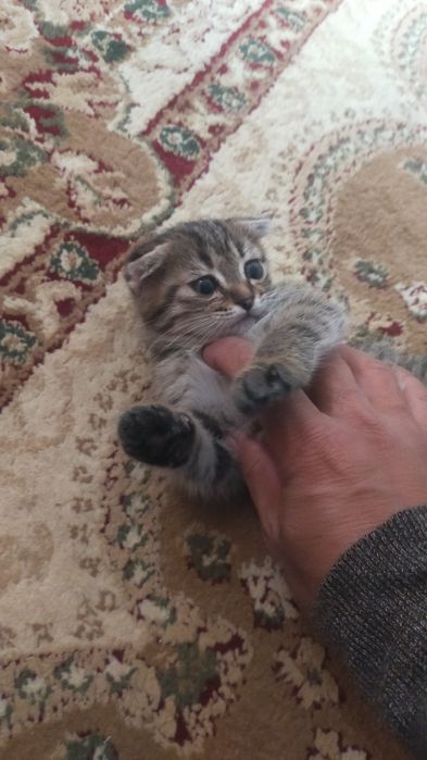 Шотландский мальчик продаю