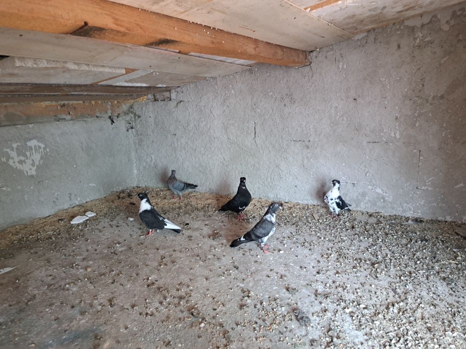 Vând sau schimb porumbei jucători.