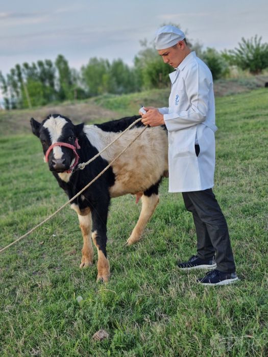 Veterinariya Xizmati tez qulay  SAMARQAND  PASTARGʻOM ,  HAZORA ,  SHA