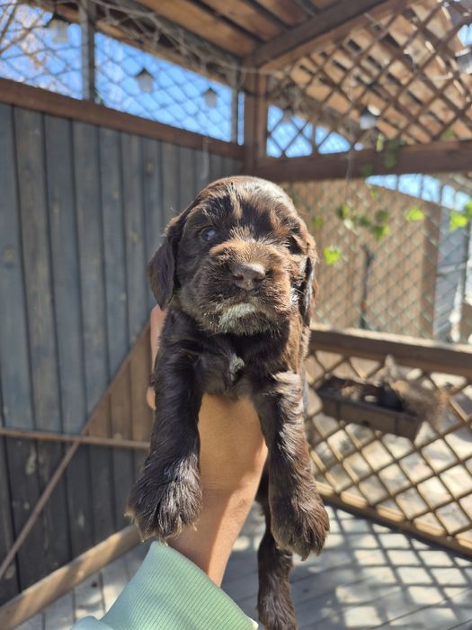 Девочка спаниель шоколад