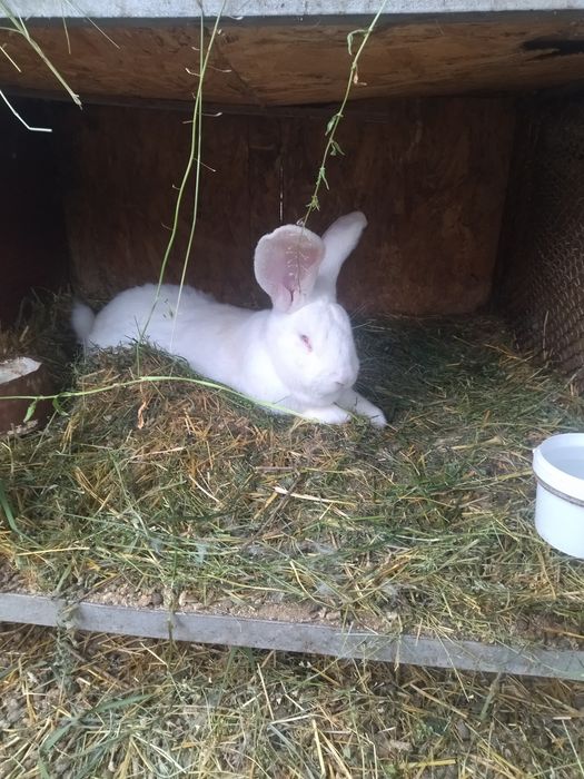 Продам крольчат, порода Фландер