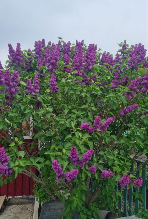 Дачу в обществе Гудок