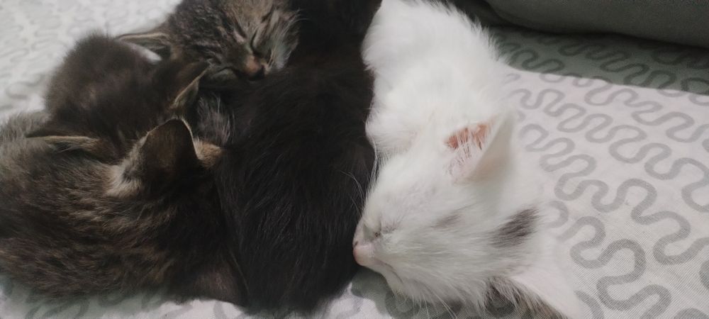 Котята в добрые руки