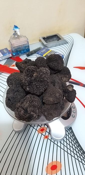 Trufe  negre proaspete