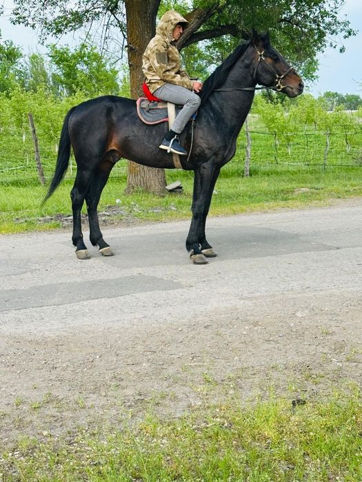 Лошади, кони, скот