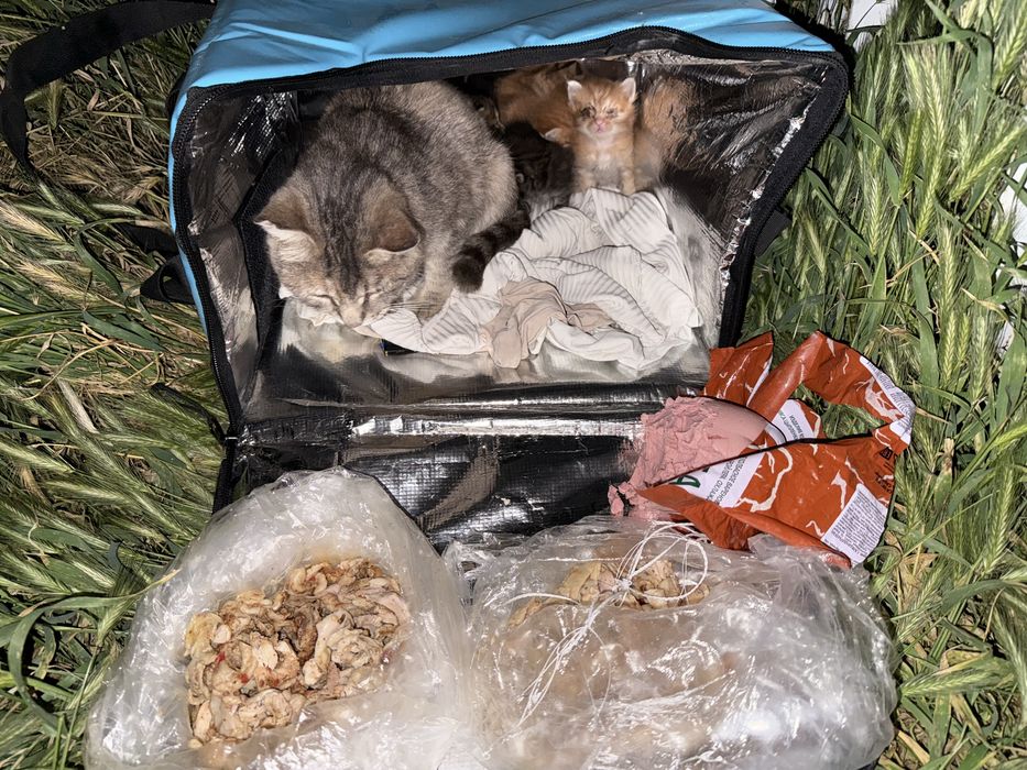 Помогите пиистроить котят