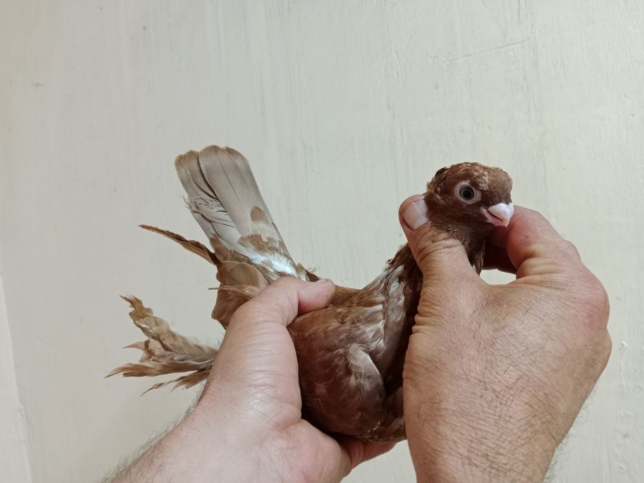 Продам малоносых голубей