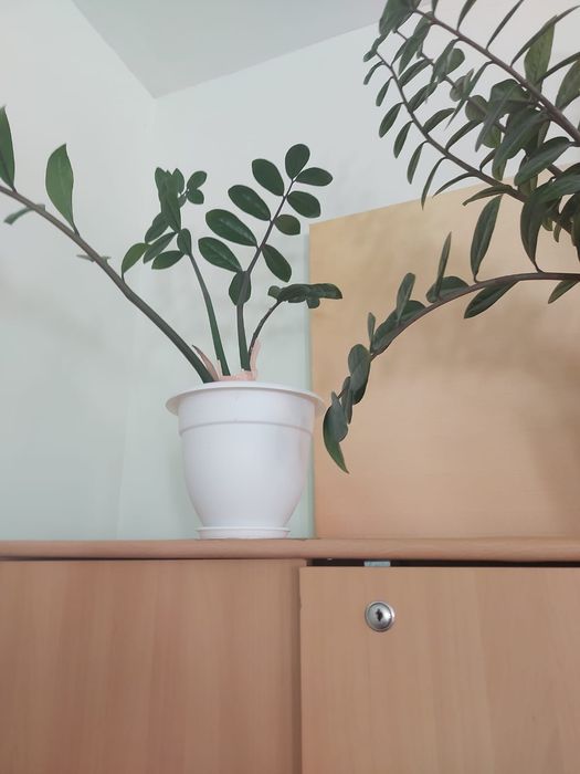 Продам цветы в горшках