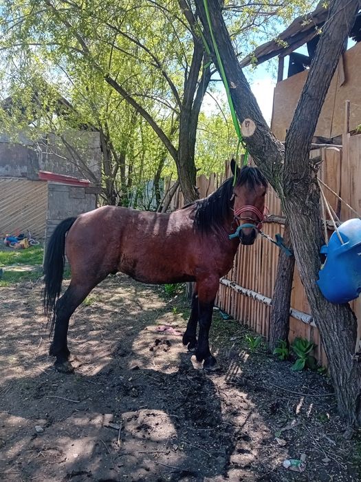Cal de vzare 3ani