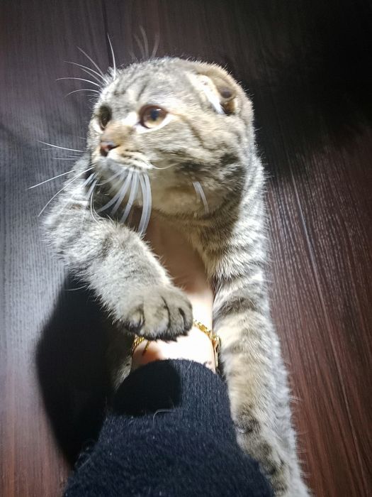 Очень красивая девочка плюшевая Табби