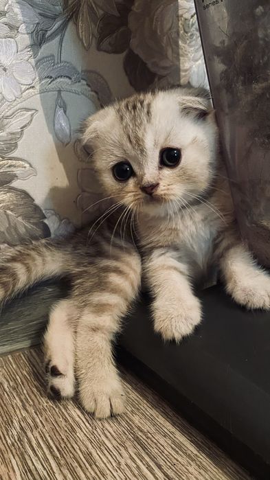 Шотладские котята