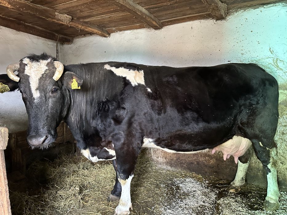 Vaca cu vitel de vanzare