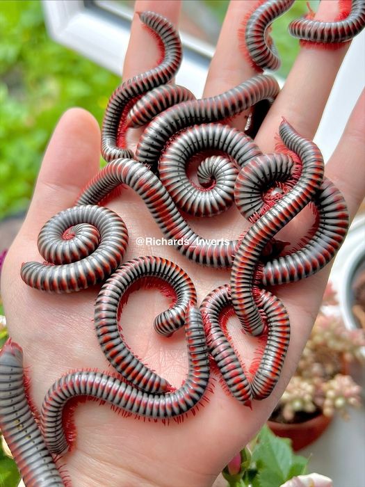 Miriapod Tonkinbolus dollfusi