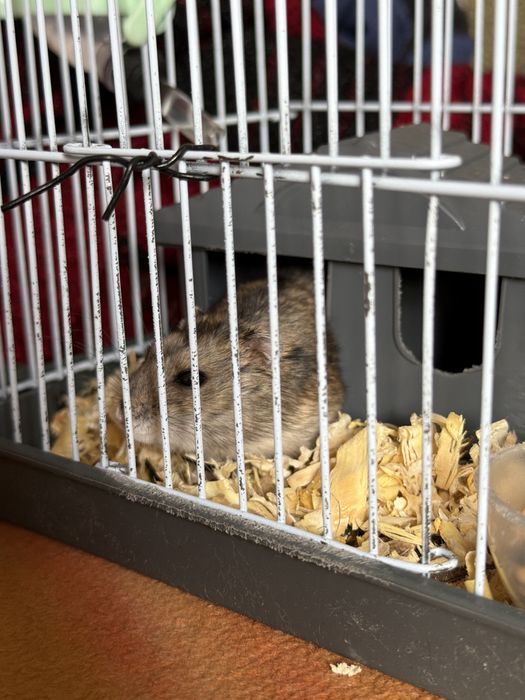 Хомячок по кличке Пуся