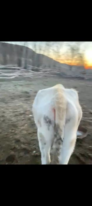 Продам Телку  2.5 года