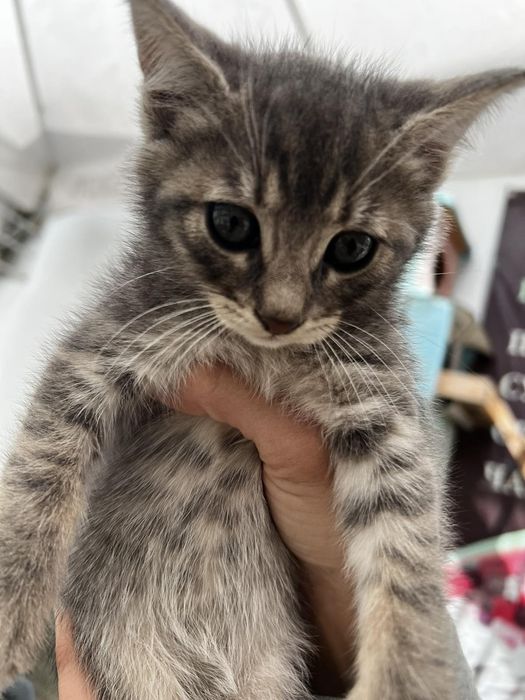 Подаряват се котенца