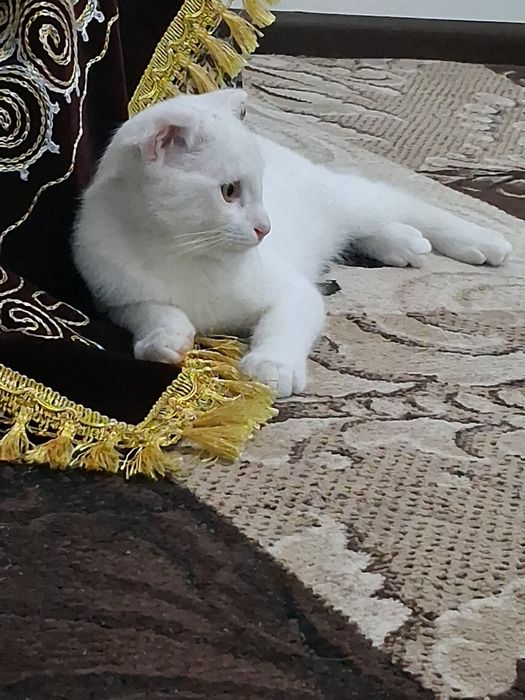 Sogʻligi yaxshi latok biladi