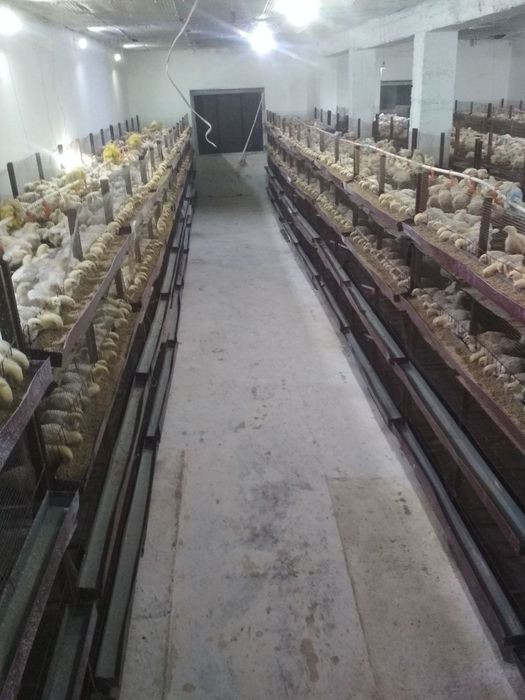 Клетка Для бройлеров