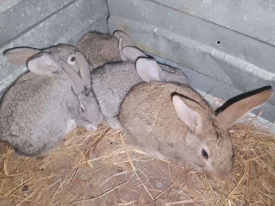 Продам или отмен на телефон