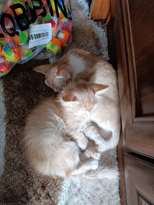 Отдам котят, девочки, рыжие
