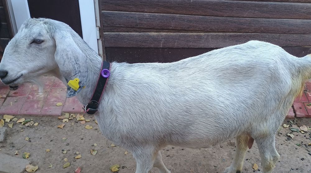 Коза с тремя козочками