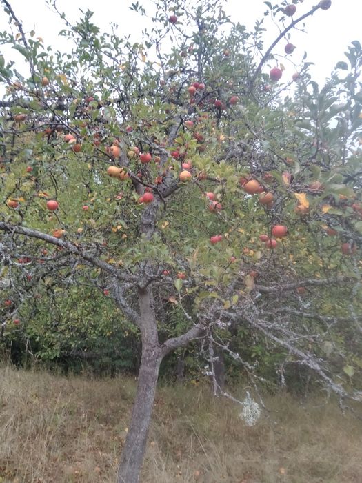 Mere de cumpărat pentru