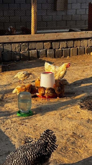 Шөже, балапан, цыплята