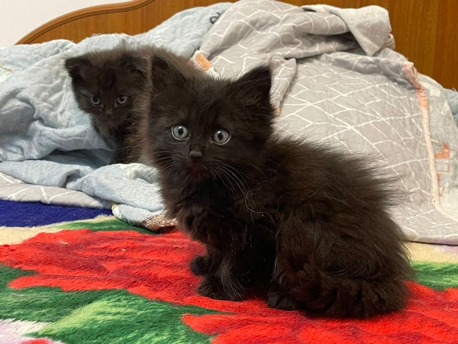 Чёрные шотландские котята
