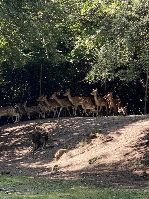 Елени   лопатари