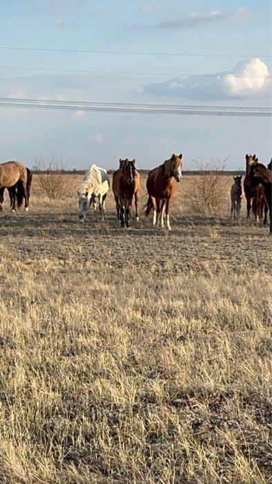 Срочно продам кобылу с жеребенком