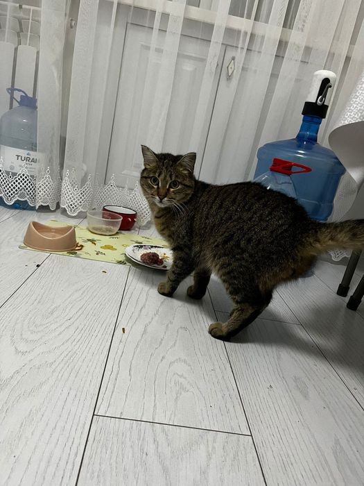 Кот в добрые руки