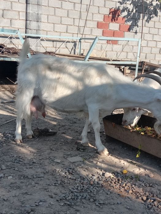 Занин ешкілер сатылады